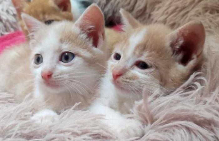 In Loire-Atlantique, they are looking for foster families to save cats