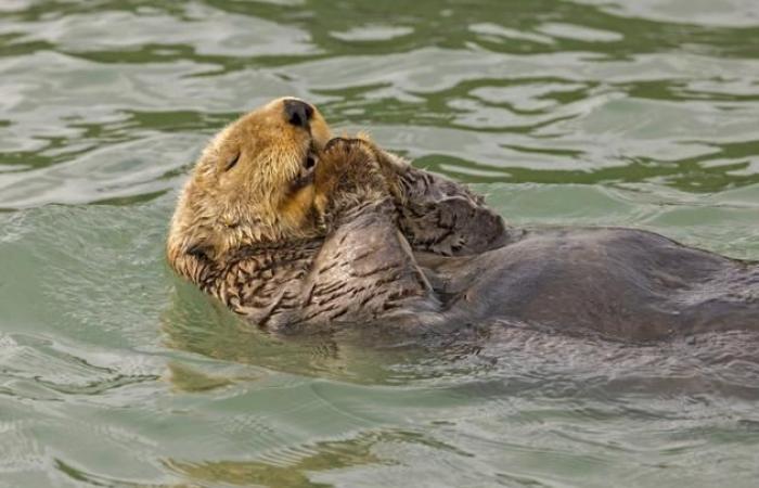 our selection of the most beautiful animal photos