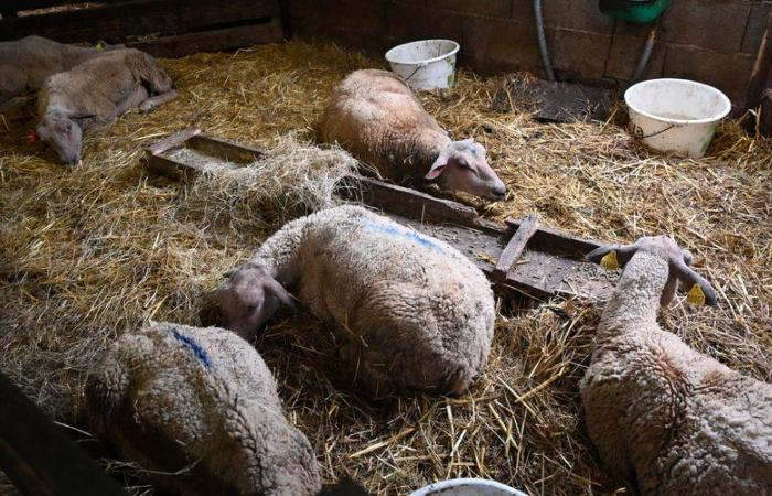 “It’s the equivalent of Covid.” The dramatic consequences of blue tongue disease on Tarn livestock farming