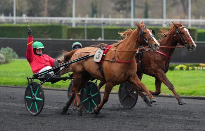 PMU – Arrival of the quinté on Wednesday December 11 at Paris-Vincennes: Great Tigress loves speed