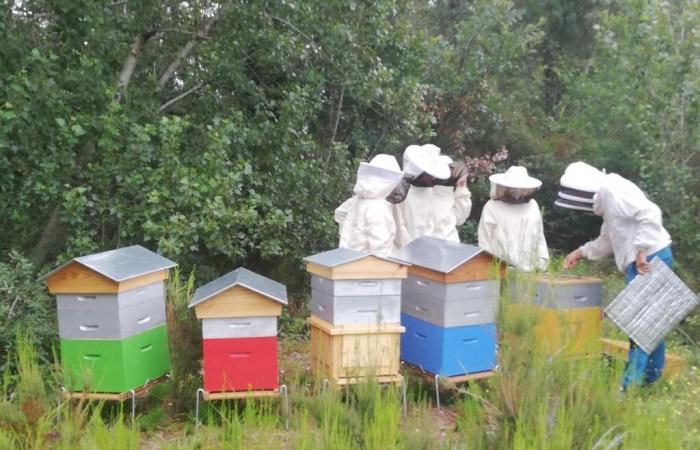 Beekeeper Juan Gonzalez takes care of the hives at Bordeaux airport