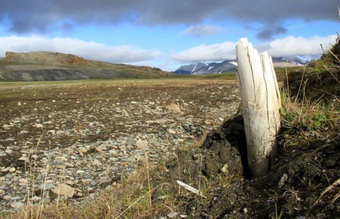 In the Arctic, fires are increasing and contributing to the vicious cycle of climate change