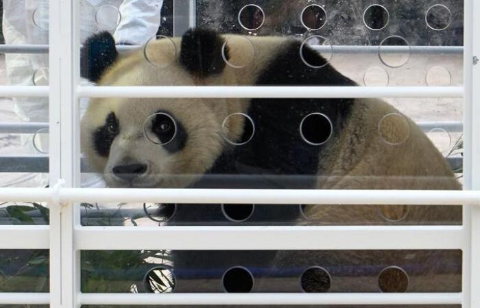 Three giant pandas leave Belgium for China