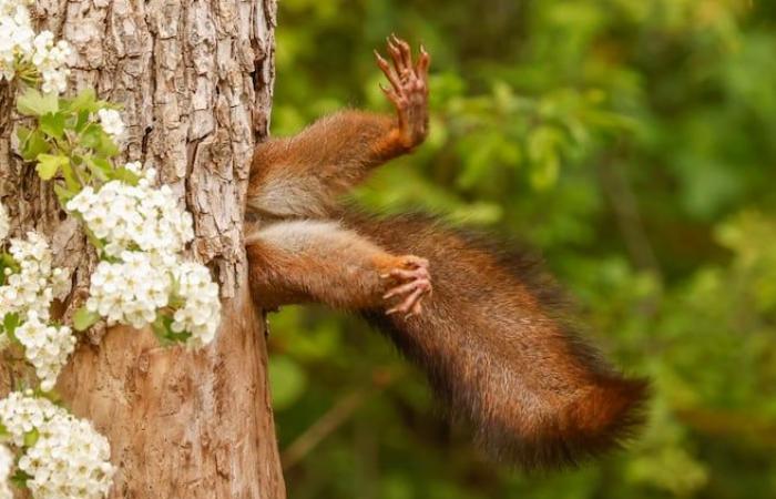 When a squirrel stuck in Italy wins a prize…