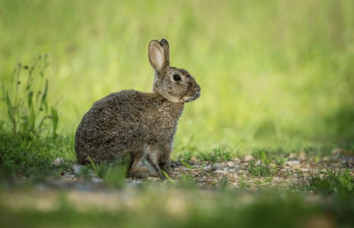 Haute-Vienne: hunters face the decline of small game