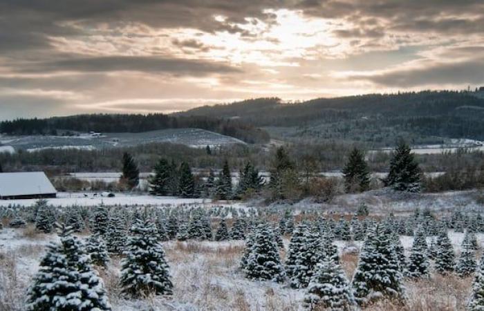 The sudden death of the balsam fir attributed to climatic anomalies