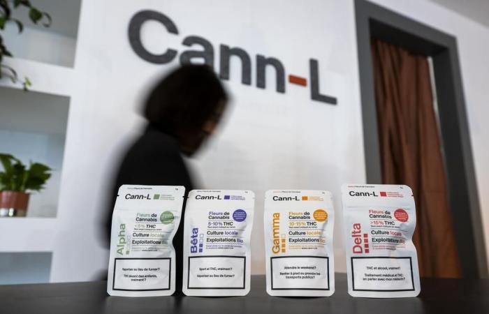 The Cann-L pilot project sells 10 kg of cannabis monthly