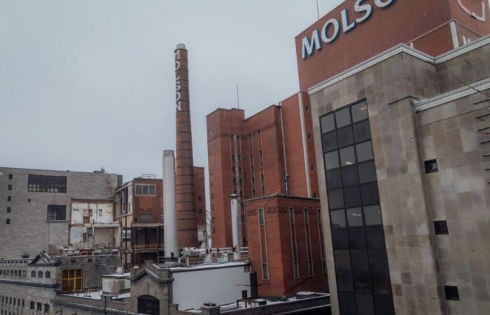 Towards an “emblematic” district on the site of the former Molson brewery, in Centre-Sud in Montreal