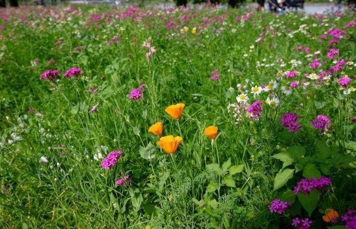 The Herbe Moselle plan: a project to preserve meadows and sustainable livestock farming