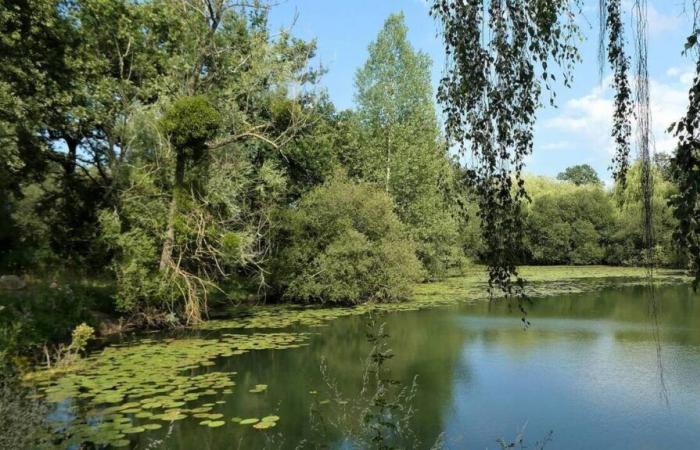 In Landes-d'Apigné, elected officials give the green light to the urban park project