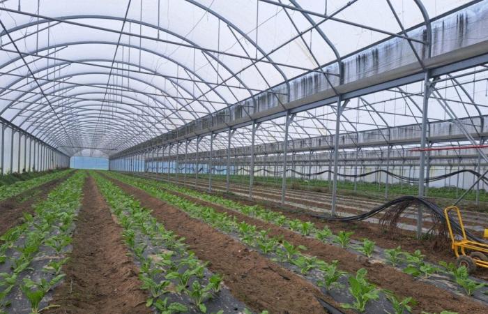 New grain of sand for “organic tomatoes” from “industrial greenhouses” in Vendée