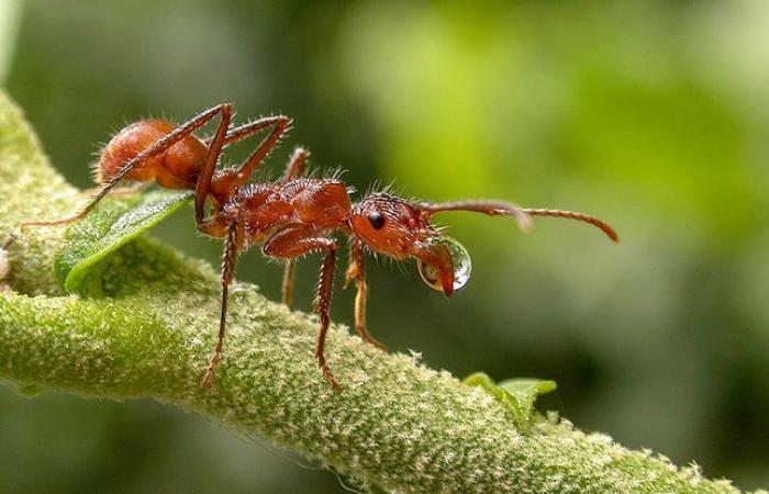 Why the effectiveness of the red “undertaker” ant should inspire us