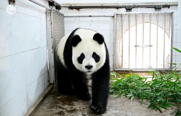 Pairi Daiza: Tian Bao, Bao Di and Bao Mei have set foot in China! (pictures)