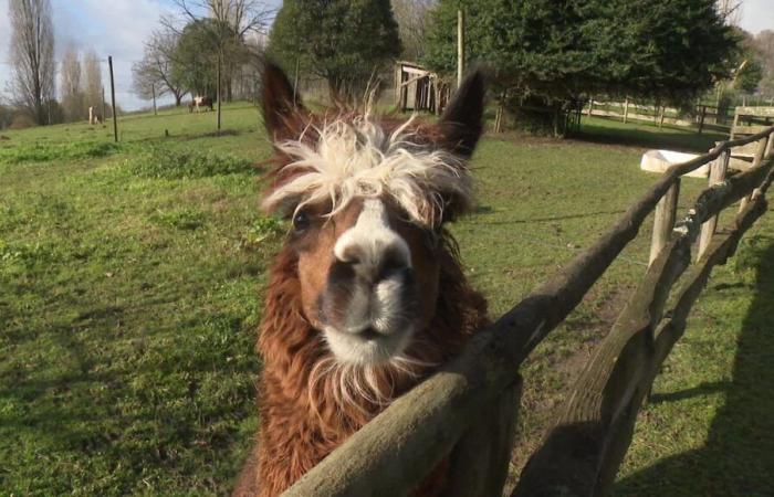 VIDEO – “My end of life was to live among my animals”: ​​threatened, this animal park calls for solidarity