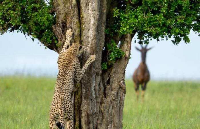 our selection of the most beautiful animal photos