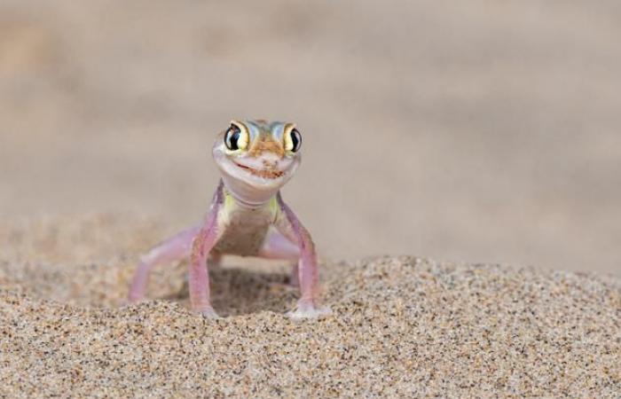 our selection of the most beautiful animal photos