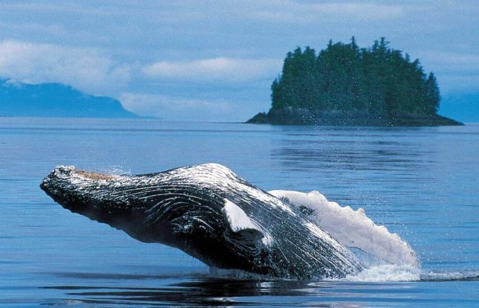 A male humpback whale completed a 13,000 km journey, something scientists have never seen before