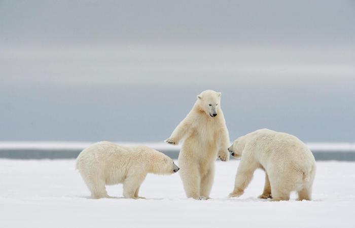 our selection of the most beautiful animal photos