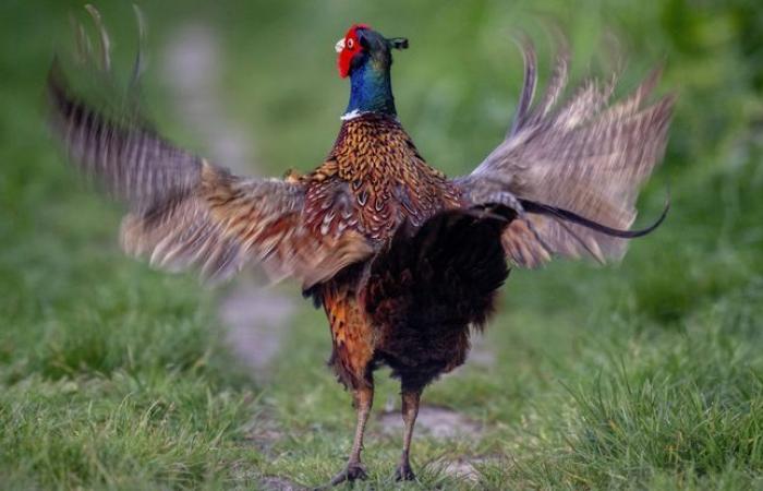 A breeding of 100,000 pheasants and partridges for hunting contested in court