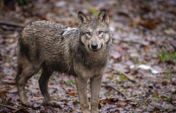 The number of wolves in France estimated at 1013 in 2024