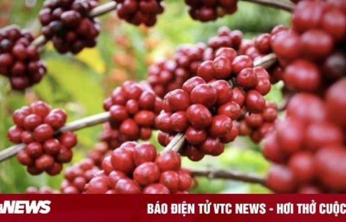 Coffee prices today, December 14: simultaneous increase both globally and nationally