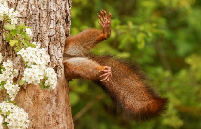 Stuck squirrel wins 2024 Nikon Comedy Wildlife Photography Awards