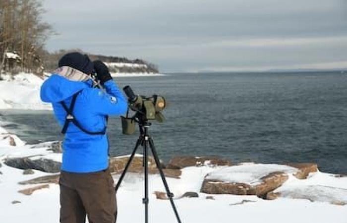 Largest census in North America: will you go bird watching this holiday season?