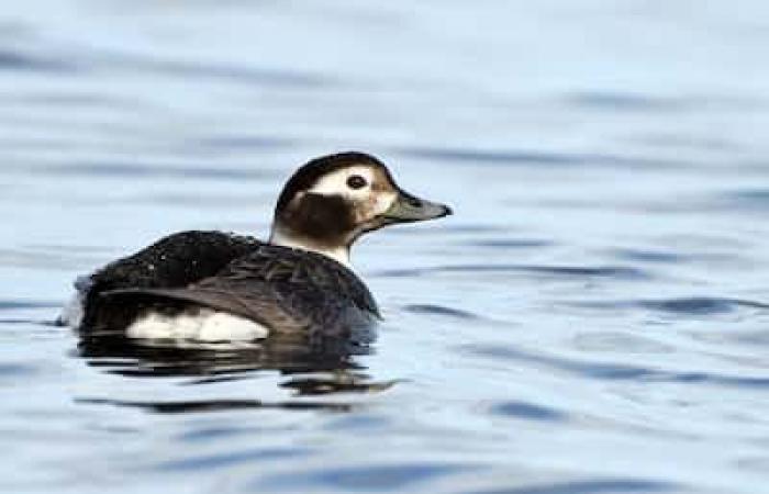 Largest census in North America: will you go bird watching this holiday season?