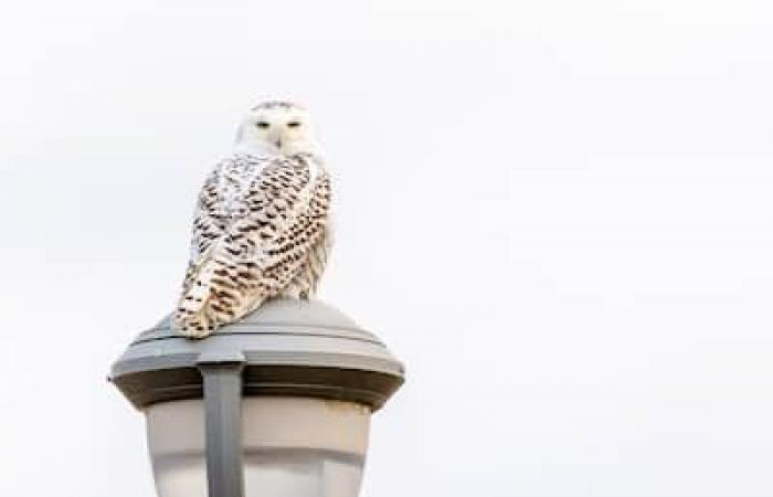 Largest census in North America: will you go bird watching this holiday season?