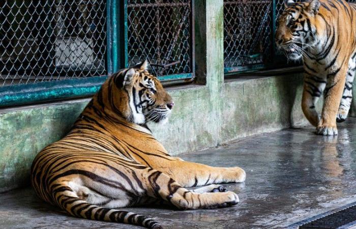 Miles separated them: how did the love story between two felines make it possible to reintroduce Siberian tigers to Russia?