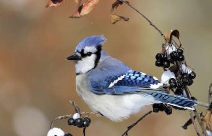 Largest census in North America: will you go bird watching this holiday season?