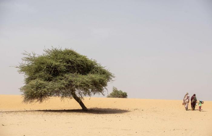 Conference on desertification ends in Riyadh without reaching an agreement on the fight against drought