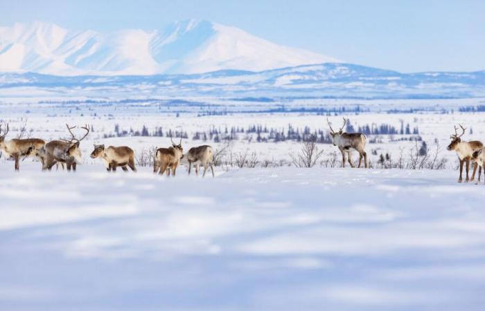 Arctic tundra becoming source of carbon dioxide emissions