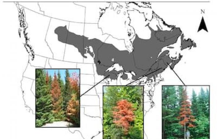 New phenomenon of sudden death: fewer “Christmas trees” in southern Quebec within 20 years