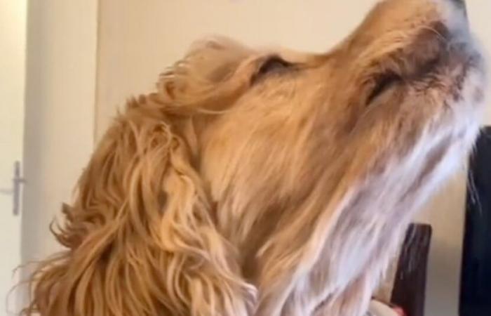 This dog sings as soon as she hears her favorite Edith Piaf song (video)