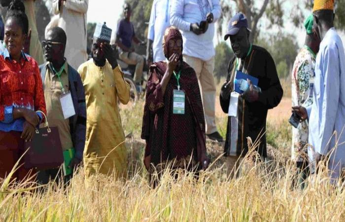 Strengthening rice cultivation in West Africa: Key discussions on irrigation and mechanization – VivAfrik