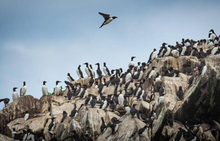 In Alaska, a heat wave wiped out millions of seabirds