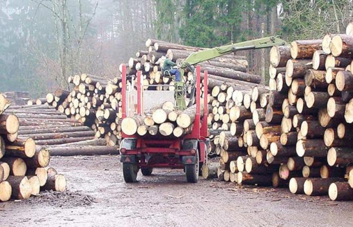 An investigation is needed to reveal the links between the forestry industry and the Quebec government