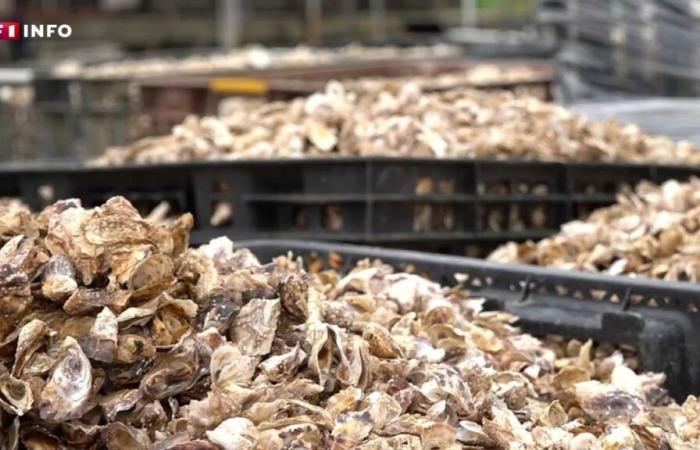 “It’s three years of production in the air”: in oyster farms, thefts on the rise as Christmas approaches