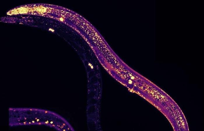 Recent discovery of a key protective protein could revolutionize the fight against age-related diseases