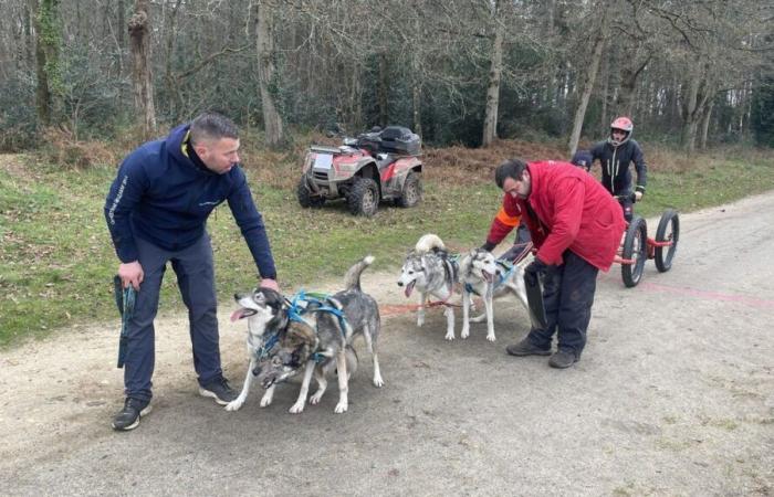 Hundreds of dogs gathered at Le Mans for sled races