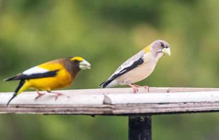 Largest census in North America: will you go bird watching this holiday season?