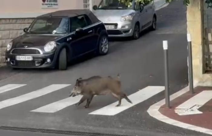 A raging wild boar injures two people, charges a car and smashes windows in downtown Grasse