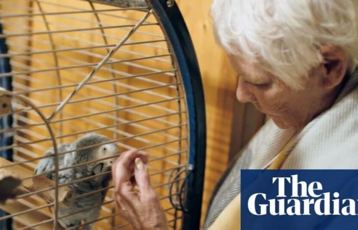 ‘You’re a slut!’: Judi Dench reveals parrot’s pet name for her | Judi Dench