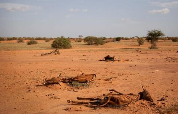 Conference on desertification ends in Riyadh without reaching an agreement on the fight against drought