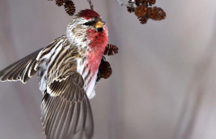 Largest census in North America: will you go bird watching this holiday season?