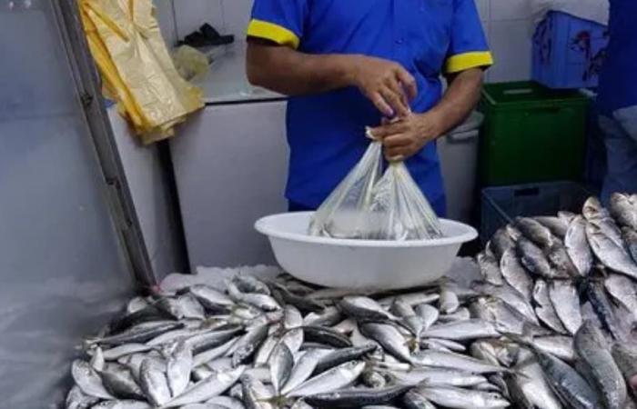 The continued rise in sardine prices on the markets weighs on Moroccans