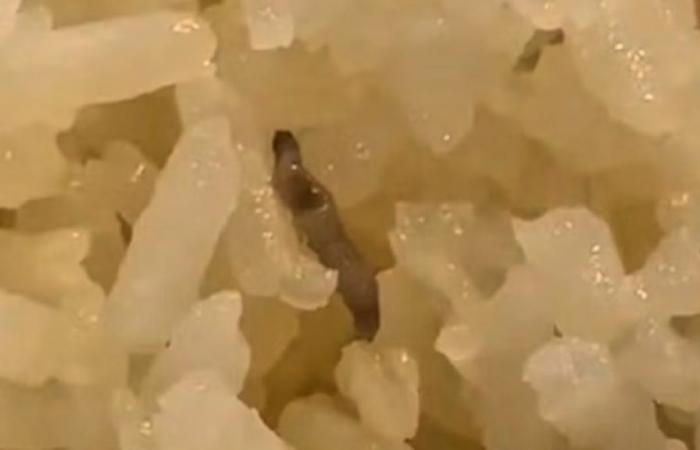 Student discovers larva in his rice, campus investigates