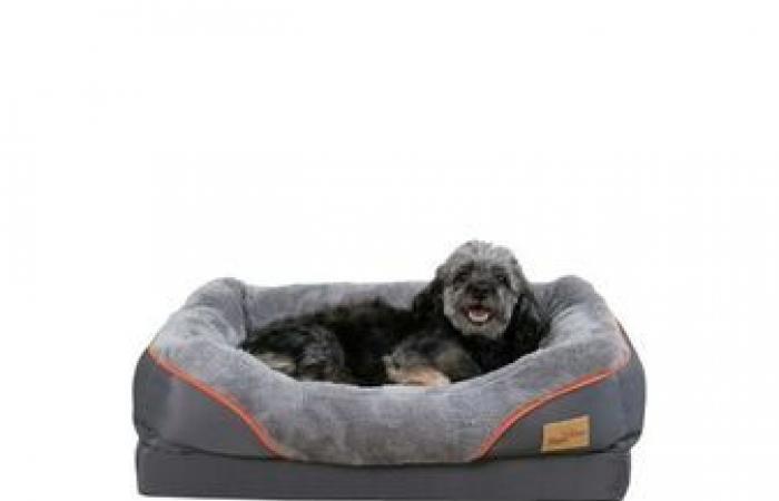 What is the best bed for a dog?