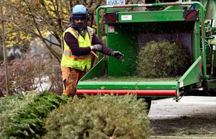 How to choose the most eco-friendly Christmas tree in B.C.